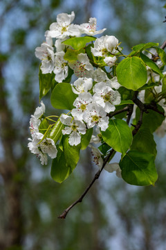 梨花素材