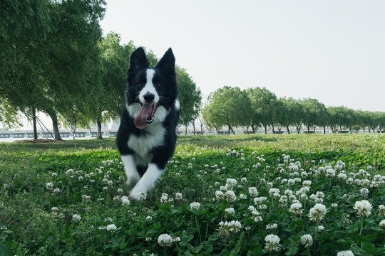 边境牧羊犬