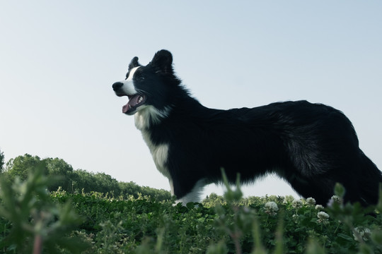 边境牧羊犬