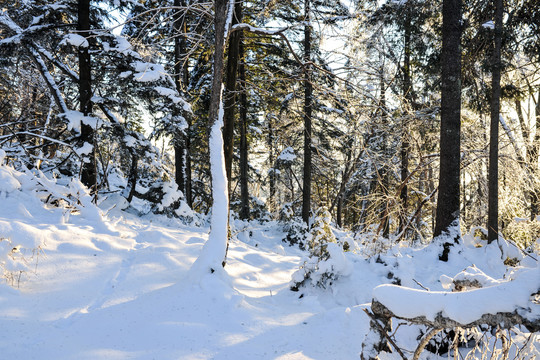 积雪阳光树枝