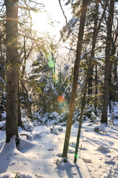 积雪阳光树枝