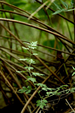 山林里的植物和药材