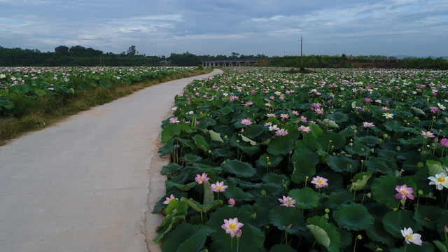 荷花