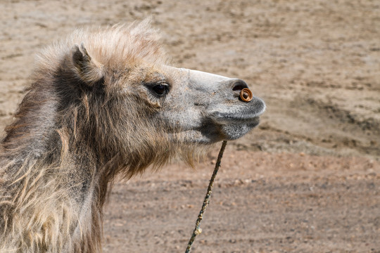 新疆魔鬼城沙漠骆驼