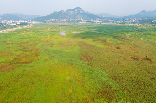 航拍济南卧虎山水库变身大草原