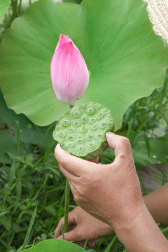 洪湖莲蓬