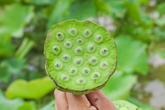 湖北莲蓬