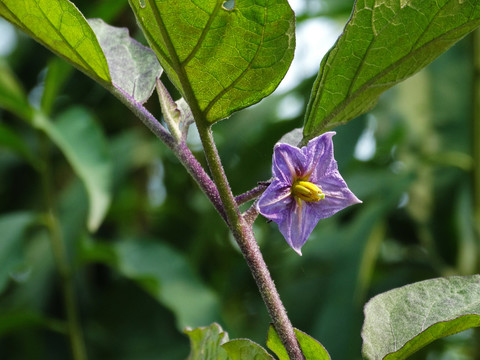 茄子花