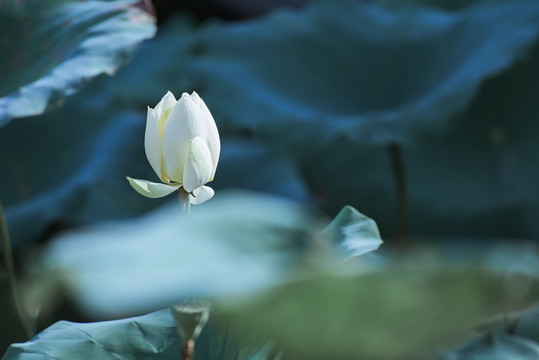 白荷花