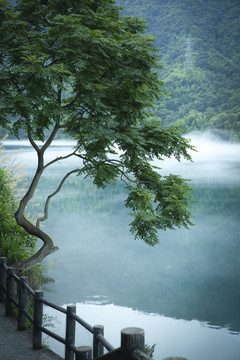 小东江边的一棵树