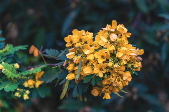 一朵黄花槐