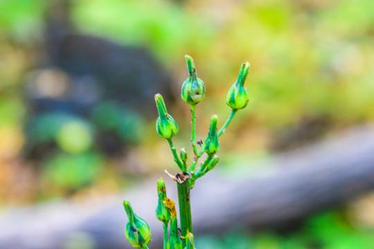 翅果菊