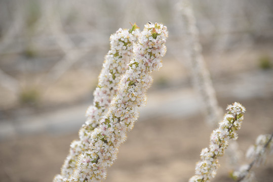 高钙花