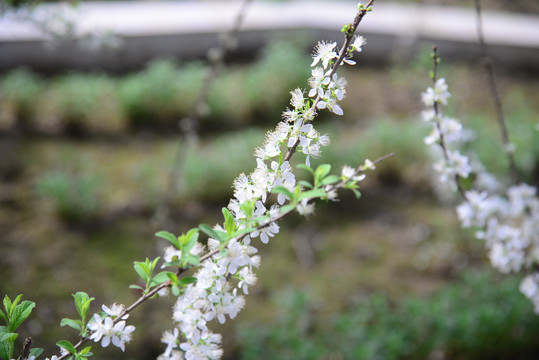 钙果花