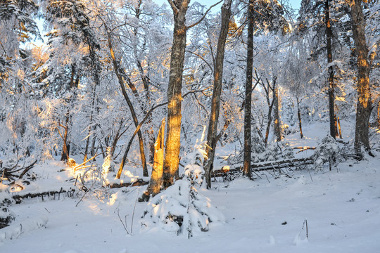 雪松积雪夕阳