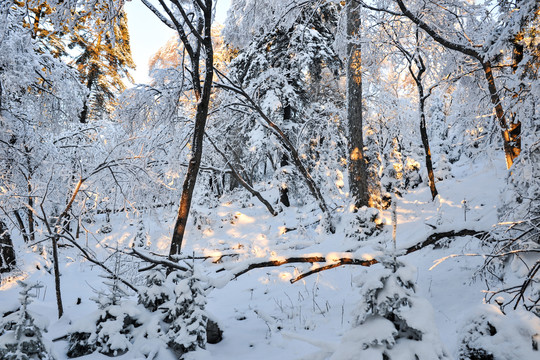 雪松积雪夕阳