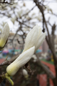 雨后的玉兰花