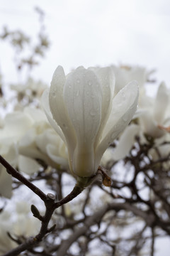 雨后的玉兰花