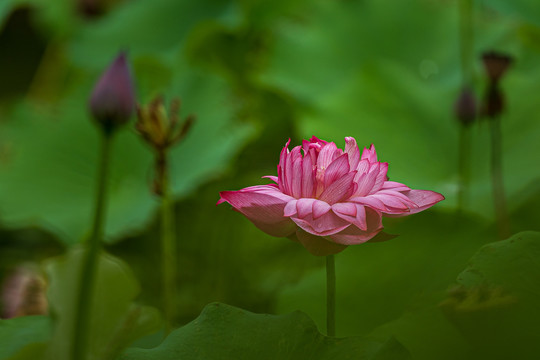 一朵怒放的红色莲花