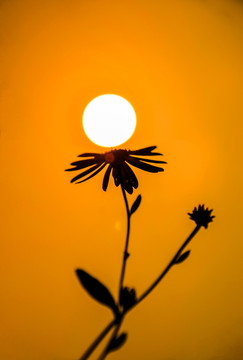 夕阳下的小野菊