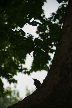 清晨站在树枝绿叶间的喜鹊剪影