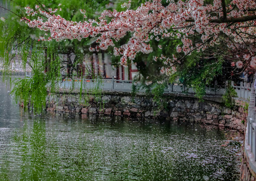 樱花雨