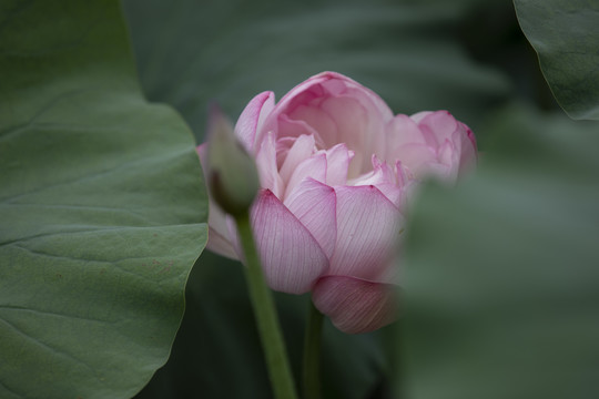 莲花荷花