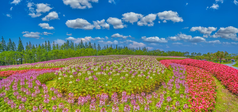 花海