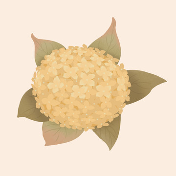 黃色繡球花插畫
