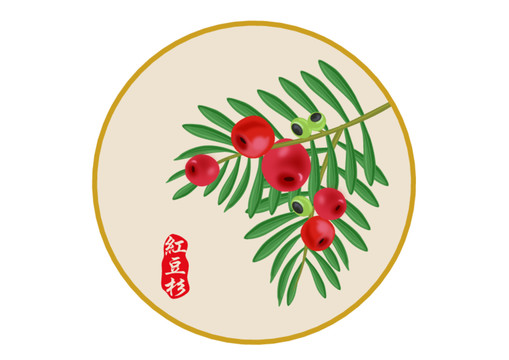 紅豆杉矢量插畫
