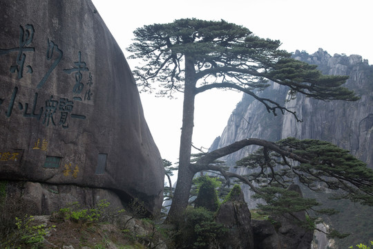 安徽黄山风景区的迎客松