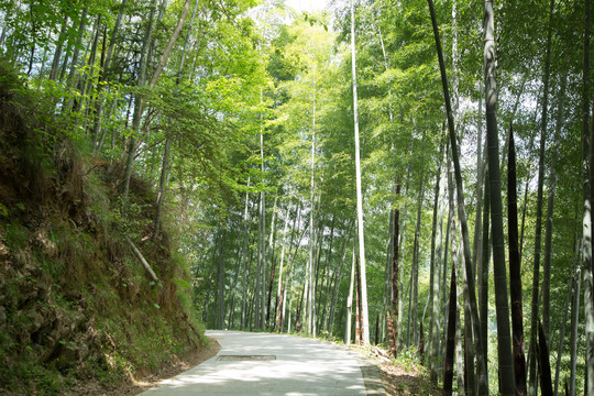 安徽黟县木坑竹海景区的竹海