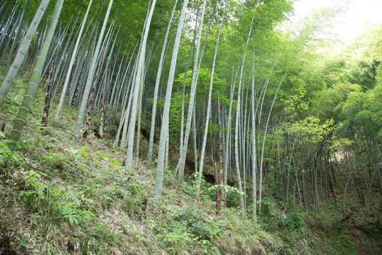 山林里的竹林竹笋