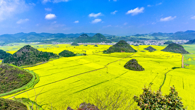 罗平万亩油菜花田