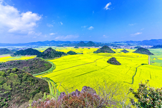 云南罗平万亩油菜花田