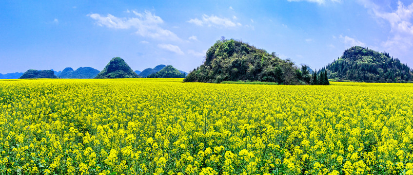 罗平金鸡岭油菜花田