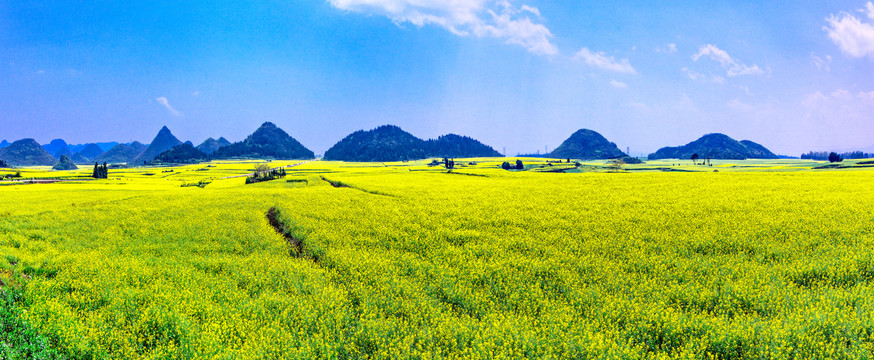 羅平金雞嶺萬畝油菜花田