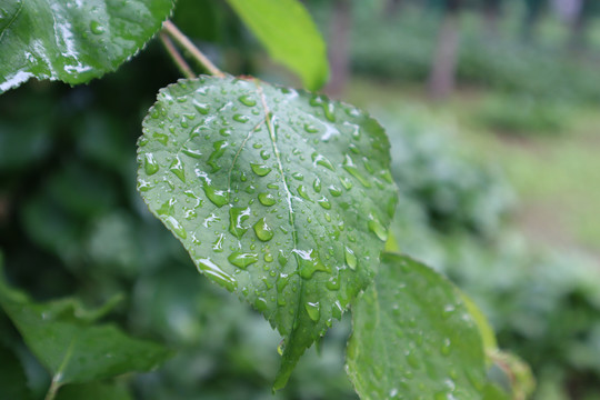 雨后树叶