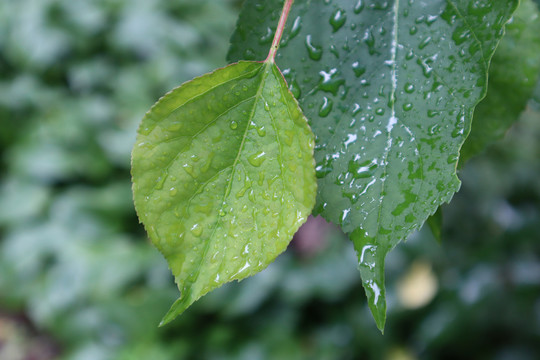 雨后树叶