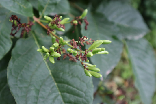 丁香花