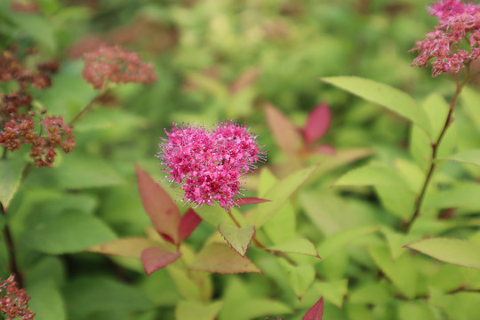 粉花绣线菊