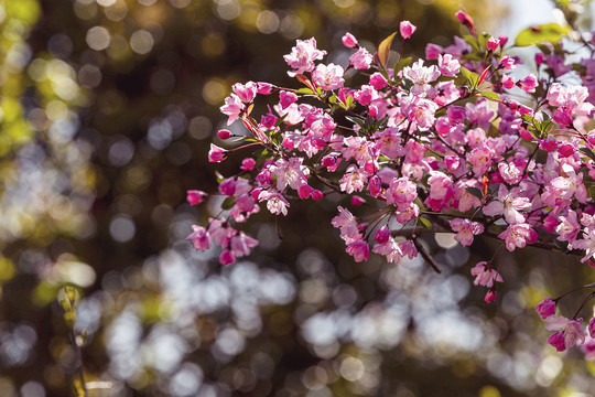 盛开的垂丝海棠花
