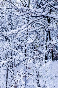 雪景雾凇