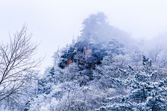 森林雪景