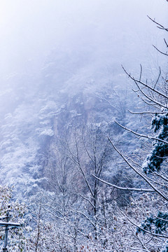 森林雪景