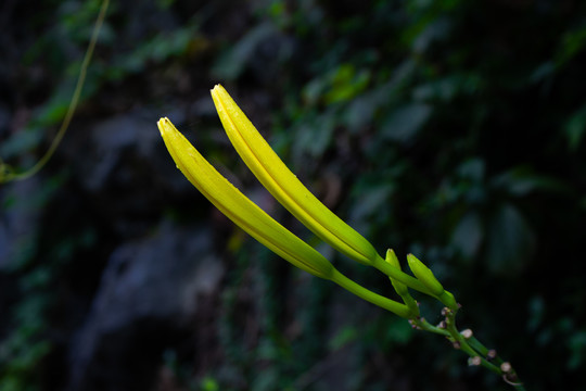 黄色的黄花菜