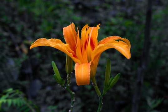 橙色的黄花菜