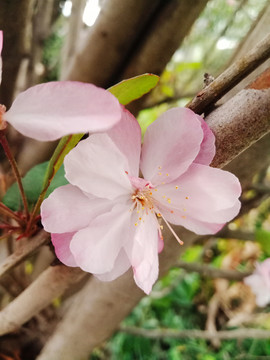 海棠花朵