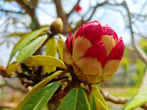 杜鹃花花苞