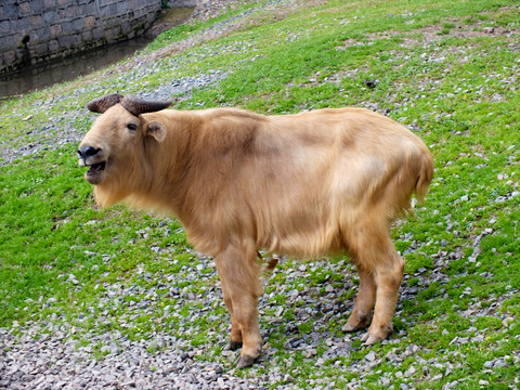 金毛羚牛
